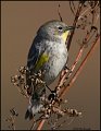 _0SB2133 audubons warbler